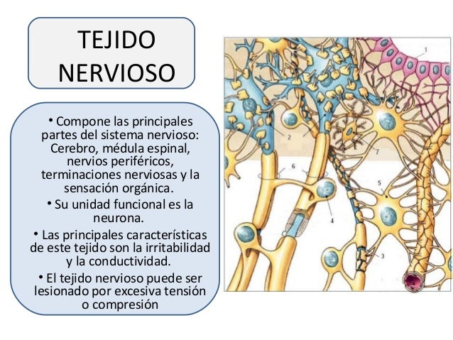 Tejidos biolgicosestructura