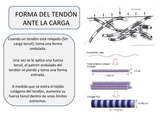 FORMA DEL TENDÓN
ANTE LA CARGA
Cuando un tendón está relajado (Sin
carga tensil), toma una forma
ondulada.
Una vez se le aplica una fuerza
tensil, el patrón ondulado del
tendón se pierde y toma una forma
estirada.
A medida que se estira el tejido
colágeno del tendón, aumenta su
fuerza tensil dentro de unos límites
estrechos.
 