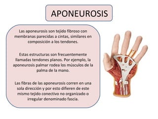 APONEUROSIS
Las aponeurosis son tejido fibroso con
membranas parecidas a cintas, similares en
composición a los tendones.
Estas estructuras son frecuentemente
llamadas tendones planos. Por ejemplo, la
aponeurosis palmar rodea los músculos de la
palma de la mano.
Las fibras de las aponeurosis corren en una
sola dirección y por esto difieren de este
mismo tejido conectivo no organizado o
irregular denominado fascia.
 