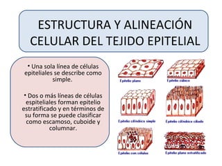 ESTRUCTURA Y ALINEACIÓN
CELULAR DEL TEJIDO EPITELIAL
• Una sola línea de células
epiteliales se describe como
simple.
• Dos o más líneas de células
espiteliales forman epitelio
estratificado y en términos de
su forma se puede clasificar
como escamoso, cuboide y
columnar.
 