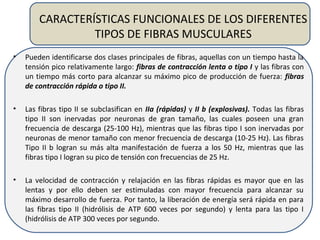 CARACTERÍSTICAS FUNCIONALES DE LOS DIFERENTES
TIPOS DE FIBRAS MUSCULARES
• Pueden identificarse dos clases principales de fibras, aquellas con un tiempo hasta la
tensión pico relativamente largo: fibras de contracción lenta o tipo I y las fibras con
un tiempo más corto para alcanzar su máximo pico de producción de fuerza: fibras
de contracción rápida o tipo II.
• Las fibras tipo II se subclasifican en IIa (rápidas) y II b (explosivas). Todas las fibras
tipo II son inervadas por neuronas de gran tamaño, las cuales poseen una gran
frecuencia de descarga (25-100 Hz), mientras que las fibras tipo I son inervadas por
neuronas de menor tamaño con menor frecuencia de descarga (10-25 Hz). Las fibras
Tipo II b logran su más alta manifestación de fuerza a los 50 Hz, mientras que las
fibras tipo I logran su pico de tensión con frecuencias de 25 Hz.
• La velocidad de contracción y relajación en las fibras rápidas es mayor que en las
lentas y por ello deben ser estimuladas con mayor frecuencia para alcanzar su
máximo desarrollo de fuerza. Por tanto, la liberación de energía será rápida en para
las fibras tipo II (hidrólisis de ATP 600 veces por segundo) y lenta para las tipo I
(hidrólisis de ATP 300 veces por segundo.
 