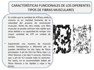 CARACTERÍSTICAS FUNCIONALES DE LOS DIFERENTES
TIPOS DE FIBRAS MUSCULARES
• Es creído que la cantidad de ATPasa unida a
miosina es en realidad limitante de la
velocidad del proceso de contracción
muscular. Dicho de otro modo, una fibra
muscular se puede contraer más rápido que
otras debido a su capacidad de romper una
mayor cantidad de ATP en unidad de
tiempo.
• Exponiendo una muestra de músculo
tinción histoquímica a diferente pH, se
pueden identificar los dos tipos de fibras
principales. A pH de 10,3 las fibras tipo I se
tiñen blancas y las tipo II oscuras, mientras
que a pH de 4,3 sucede todo lo contrario.
Por tanto, no es recomendable hablar de
fibras blancas a las rápidas y rojas a las
lentas.
 