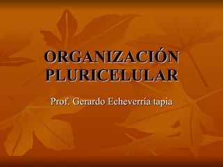 ORGANIZACIÓN PLURICELULAR Prof. Gerardo Echeverría tapia 