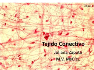 Tejido Conectivo 
Juliana Zapata 
M.V, MsC(c). 
 
