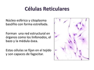 Células Reticulares 
Núcleo esférico y citoplasma 
basófilo con forma estrellada. 
Forman una red estructural en 
órganos ...