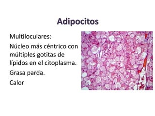 Adipocitos 
Multiloculares: 
Núcleo más céntrico con 
múltiples gotitas de 
lípidos en el citoplasma. 
Grasa parda. 
Calor 
 