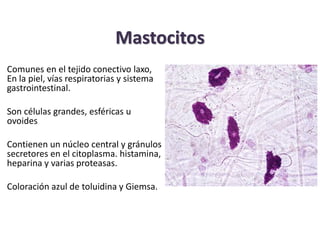 Mastocitos 
Comunes en el tejido conectivo laxo, 
En la piel, vías respiratorias y sistema 
gastrointestinal. 
Son células...