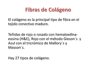 Fibras de Colágeno 
El colágeno es la principal tipo de fibra en el 
tejido conectivo maduro. 
Teñidas de rojo o rosado co...