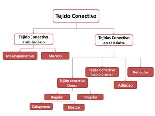 Tejido Conectivo 
Tejido Conectivo 
Embrionario 
Tejidos Conectivo 
en el Adulto 
Mesenquimatoso Mucoso 
Tejido Conectivo ...