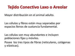 Tejido Conectivo Laxo o Areolar 
Mayor distribución en el animal adulto. 
Las células y fibras están muy separadas por 
es...