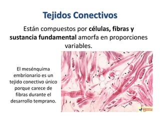 Tejidos Conectivos 
Están compuestos por células, fibras y 
sustancia fundamental amorfa en proporciones 
variables. 
El m...