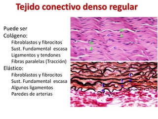 Tejido conectivo denso regular 
Puede ser 
Colágeno: 
Fibroblastos y fibrocitos 
Sust. Fundamental escasa 
Ligamentos y te...