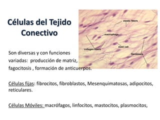 Células del Tejido 
Conectivo 
Son diversas y con funciones 
variadas: producción de matriz, 
fagocitosis , formación de a...