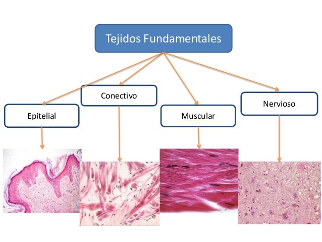 Tejidos conectivos