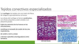 Tejidos conectivos especializados
Los cartílagos son tejidos con una matriz de fibras
de colágeno y glucoproteínas correosas.
Las células del cartílago se llaman condriocitos,
son células pequeñas y están aisladas o en
pequenos grupos.
Cubre los extremos de los huesos en las
articulaciones,
constituye el armazón de sostén de las vías
respiratorias,
da sostén a nariz y orejas
y forman cojincillos amortiguadores entre
vértebras.
 