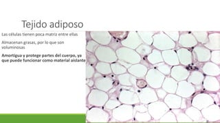 Tejido adiposo
Las células tienen poca matriz entre ellas
Almacenan grasas, por lo que son
voluminosas
Amortigua y protege partes del cuerpo, ya
que puede funcionar como material aislante
 