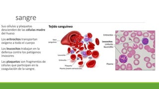 sangre
Sus células y plaquetas
descienden de las células madre
del hueso
Los eritrocitos transportan
oxígeno a todo el cuerpo
Los leucocitos trabajan en la
defensa contra los patógenos
invasores
Las plaquetas son fragmentos de
células que participan en la
coagulación de la sangre.
 
