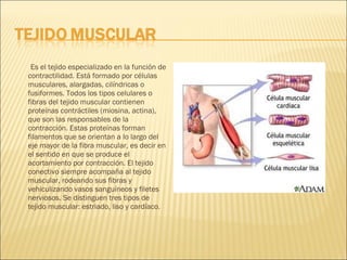 Es el tejido especializado en la función de contractilidad. Está formado por células musculares, alargadas, cilíndricas o fusiformes. Todos los tipos celulares o fibras del tejido muscular contienen proteínas contráctiles (miosina, actina), que son las responsables de la contracción. Estas proteínas forman filamentos que se orientan a lo largo del eje mayor de la fibra muscular, es decir en el sentido en que se produce el acortamiento por contracción. El tejido conectivo siempre acompaña al tejido muscular, rodeando sus fibras y vehiculizando vasos sanguíneos y filetes nerviosos. Se distinguen tres tipos de tejido muscular: estriado, liso y cardíaco.  