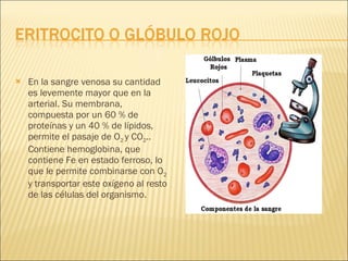 En la sangre venosa su cantidad es levemente mayor que en la arterial. Su membrana, compuesta por un 60 % de proteínas y un 40 % de lípidos, permite el pasaje de O 2  y CO 2 .. Contiene hemoglobina, que contiene Fe en estado ferroso, lo que le permite combinarse con O 2  y transportar este oxígeno al resto de las células del organismo. 