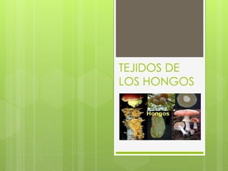 TEJIDOS DE
LOS HONGOS
 