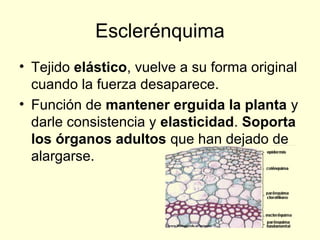 Esclerénquima
• Tejido elástico, vuelve a su forma original
cuando la fuerza desaparece.
• Función de mantener erguida la planta y
darle consistencia y elasticidad. Soporta
los órganos adultos que han dejado de
alargarse.

 
