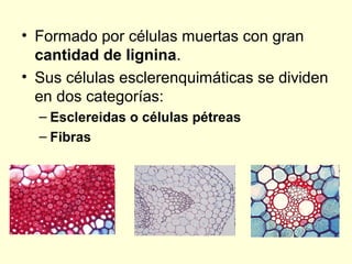• Formado por células muertas con gran
cantidad de lignina.
• Sus células esclerenquimáticas se dividen
en dos categorías:
– Esclereidas o células pétreas
– Fibras

 