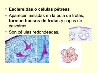 • Esclereidas o células pétreas
• Aparecen aisladas en la pula de frutas,
forman huesos de frutas y capas de
cascáras.
• Son células redondeadas.

 