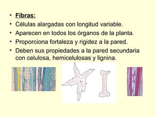 •
•
•
•
•

Fibras:
Células alargadas con longitud variable.
Aparecen en todos los órganos de la planta.
Proporciona fortaleza y rigidez a la pared.
Deben sus propiedades a la pared secundaria
con celulosa, hemicelulosas y lignina.

 
