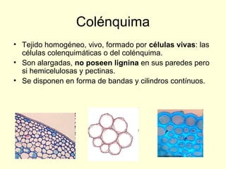 Colénquima
• Tejido homogéneo, vivo, formado por células vivas: las
células colenquimáticas o del colénquima.
• Son alargadas, no poseen lignina en sus paredes pero
si hemicelulosas y pectinas.
• Se disponen en forma de bandas y cilindros contínuos.

 