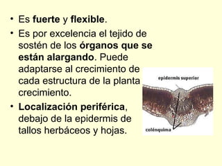• Es fuerte y flexible.
• Es por excelencia el tejido de
sostén de los órganos que se
están alargando. Puede
adaptarse al crecimiento de
cada estructura de la planta en
crecimiento.
• Localización periférica,
debajo de la epidermis de
tallos herbáceos y hojas.

 