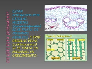 DE QÚE ESTA FORMADO?ESTAN FORMADOS POR CELULAS MUERTAS (esclerénquima)  SI SE TRATA DE ÓRGANOS ADULTOS, Y POR CÉLULAS VIVAS (colénquima)  SI SE TRATA EN ÓRGANOS EN CRECIMIENTO.