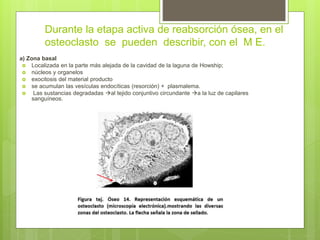 Actividad metabólica del
osteoclasto durante la resorción
ósea.
a) la descalcificación de la
matriz ósea
b) la digestión d...