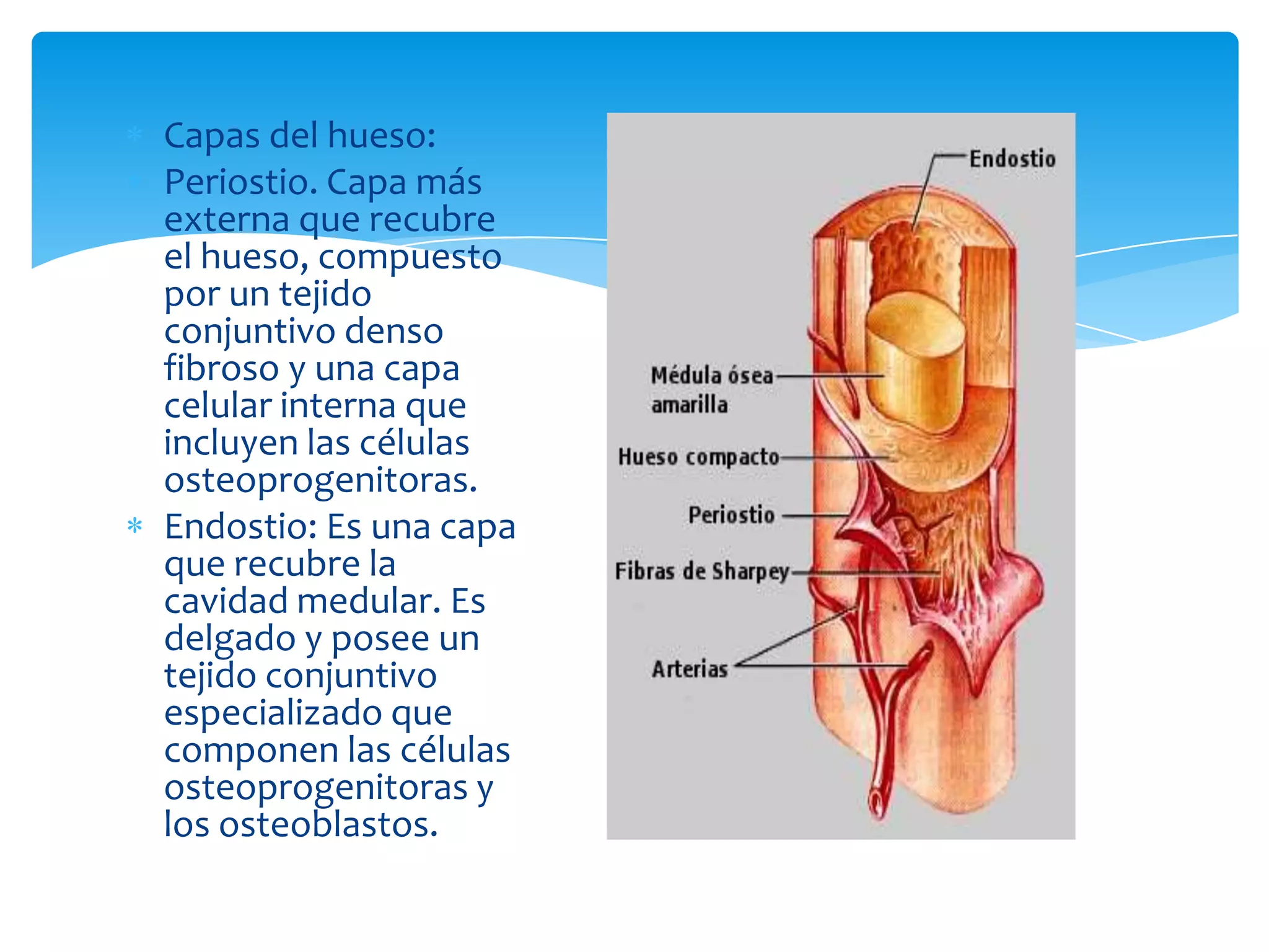 Tejido óseo, cartilaginoso y adiposo | PPTX