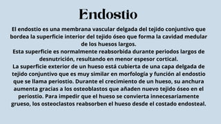 Tejido óseo y huesos anatomicos - Morfologia | PDF