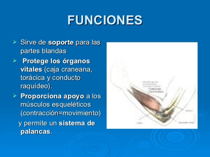 Tejido óseo cons