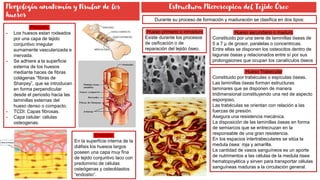 Tejido Óseo histologia.pdf