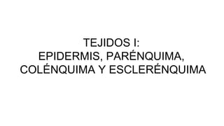 TEJIDOS I:
EPIDERMIS, PARÉNQUIMA,
COLÉNQUIMA Y ESCLERÉNQUIMA
 