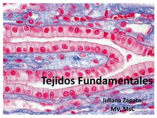 Tejidos Fundamentales
Juliana Zapata.
MV, MsC
 