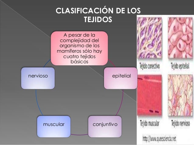 Tejidos fundamentales del cuerpo humano