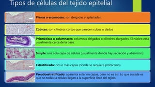 Tipos de células del tejido epitelial
Planas o escamosas: son delgadas y aplastadas.
Cúbicas: son cilindros cortos que parecen cubos o dados
Prismáticas o columnares: columnas delgadas o cilindros alargados. El núcleo está
usualmente cerca de la base.
Simple: una sola capa de células (usualmente donde hay secreción y absorción)
Estratificado: dos o más capas (donde se requiere protección)
Pseudoestratificado: aparenta estar en capas, pero no es así. Lo que sucede es
que no todas la células llegan a la superficie libre del tejido.
 
