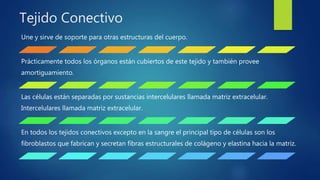 Tejido Conectivo
Une y sirve de soporte para otras estructuras del cuerpo.
Prácticamente todos los órganos están cubiertos de este tejido y también provee
amortiguamiento.
Las células están separadas por sustancias intercelulares llamada matriz extracelular.
Intercelulares llamada matriz extracelular.
En todos los tejidos conectivos excepto en la sangre el principal tipo de células son los
fibroblastos que fabrican y secretan fibras estructurales de colágeno y elastina hacia la matriz.
 