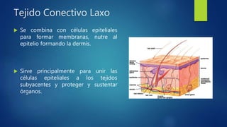 Tejido Conectivo Laxo
 Se combina con células epiteliales
para formar membranas, nutre al
epitelio formando la dermis.
 Sirve principalmente para unir las
células epiteliales a los tejidos
subyacentes y proteger y sustentar
órganos.
 
