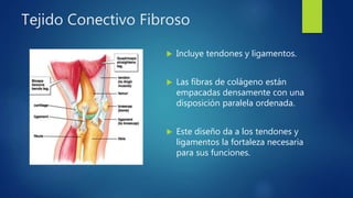 Tejido Conectivo Fibroso
 Incluye tendones y ligamentos.
 Las fibras de colágeno están
empacadas densamente con una
disposición paralela ordenada.
 Este diseño da a los tendones y
ligamentos la fortaleza necesaria
para sus funciones.
 
