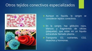 Otros tejidos conectivos especializados
 Aunque es líquida, la sangre se
consideran tejidos conectivos.
 En la sangre, hay glóbulos rojos,
blancos y fragmentos de células
(plaquetas), que están en un líquido
extracelular llamado plasma.
 Transporta O2, nutrientes, CO2,
desechos y hormonas.
 