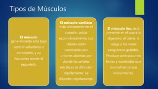 Tipos de Músculos
El músculo
generalmente está bajo
control voluntario o
consciente, y su
funciones mover el
esqueleto.
El músculo cardiaco
está únicamente en el
corazón, actúa
espontáneamente; sus
células están
conectadas por
uniones abiertas por
donde las señales
eléctricas se difunden
rápidamente. Se
difunden rápidamente.
El músculo liso, está
presente en el aparato
digestivo, el útero, la
vejiga y los vasos
sanguíneos grandes.
Produce contracciones
lentas y sostenidas que
normalmente son
involuntarias.
 
