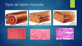 Tipos de tejido muscular
 
