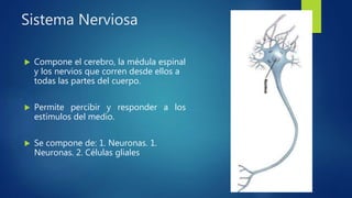 Sistema Nerviosa
 Compone el cerebro, la médula espinal
y los nervios que corren desde ellos a
todas las partes del cuerpo.
 Permite percibir y responder a los
estímulos del medio.
 Se compone de: 1. Neuronas. 1.
Neuronas. 2. Células gliales
 