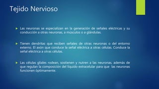 Tejido Nervioso
 Las neuronas se especializan en la generación de señales eléctricas y su
conducción a otras neuronas, a músculos o a glándulas.
 Tienen dendritas que reciben señales de otras neuronas o del entorno
externo. El axón que conduce la señal eléctrica a otras células. Conduce la
señal eléctrica a otras células.
 Las células gliales rodean, sostienen y nutren a las neuronas, además de
que regulan la composición del líquido extracelular para que las neuronas
funcionen óptimamente.
 