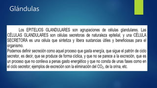 Glándulas
 
