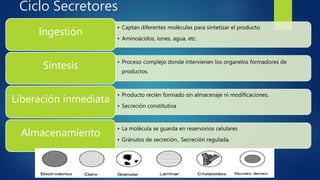 Ciclo Secretores
• Captan diferentes moléculas para sintetizar el producto.
• Aminoácidos, iones, agua, etc.
Ingestión
• Proceso complejo donde intervienen los organelos formadores de
productos.
Síntesis
• Producto recién formado sin almacenaje ni modificaciones.
• Secreción constitutiva
Liberación inmediata
• La molécula se guarda en reservorios celulares
• Gránulos de secreción.. Secreción regulada.
Almacenamiento
 